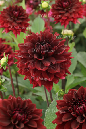 Dahlia Arabian Mistery